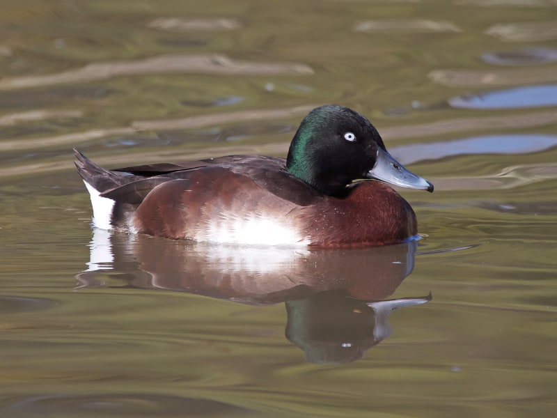 Male Baer's pochard