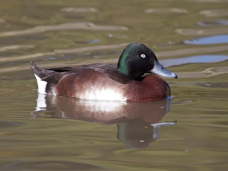 Male Baer's pochard