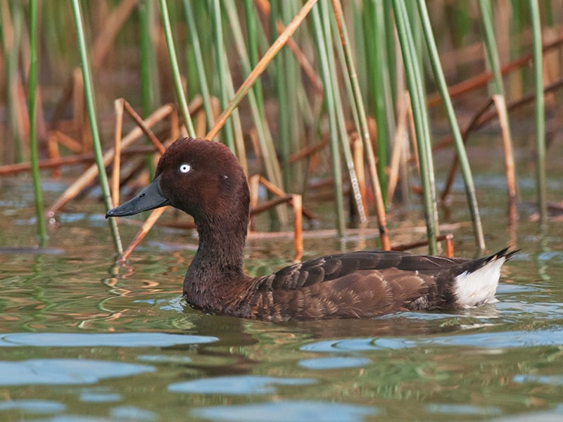 Male madagascar pochard
