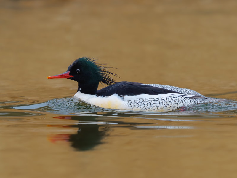 Male scaly-sided merganser