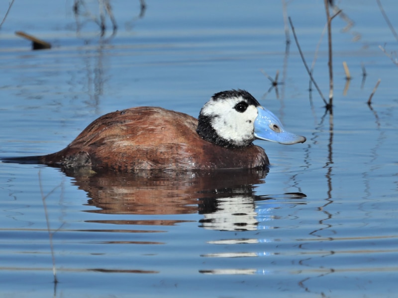 Male white-headed duck