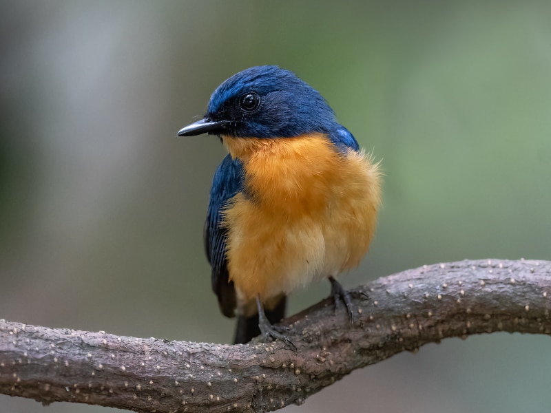 Mangrove blue flycatcher (Cyornis rufigastra)