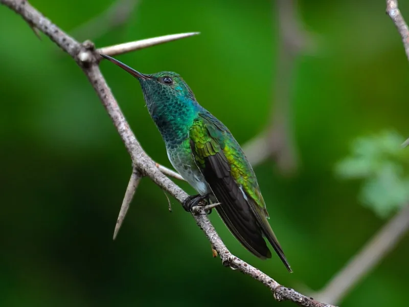 Mangrove hummingbird (Chrysuronia boucardi)