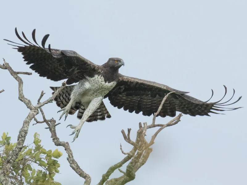 Martial eagle launches from its perch