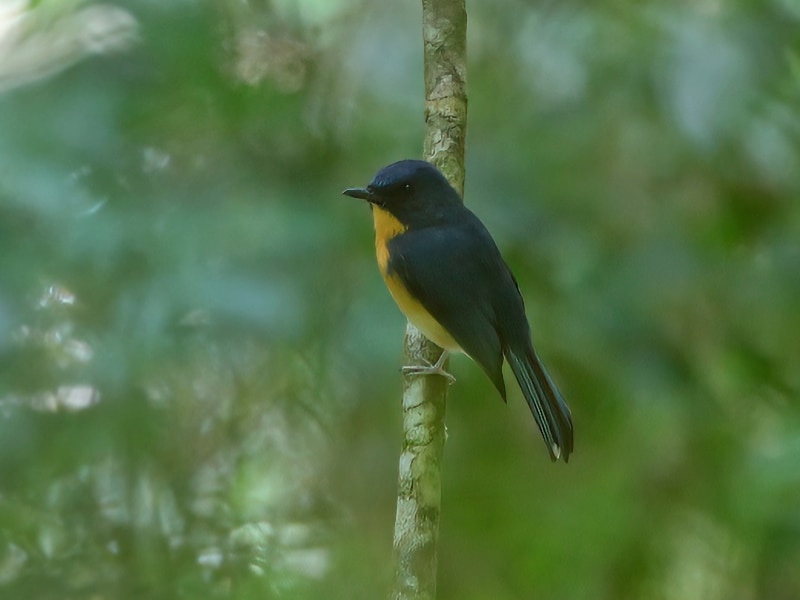 Meratus blue flycatcher (Cyornis kadayangensis)