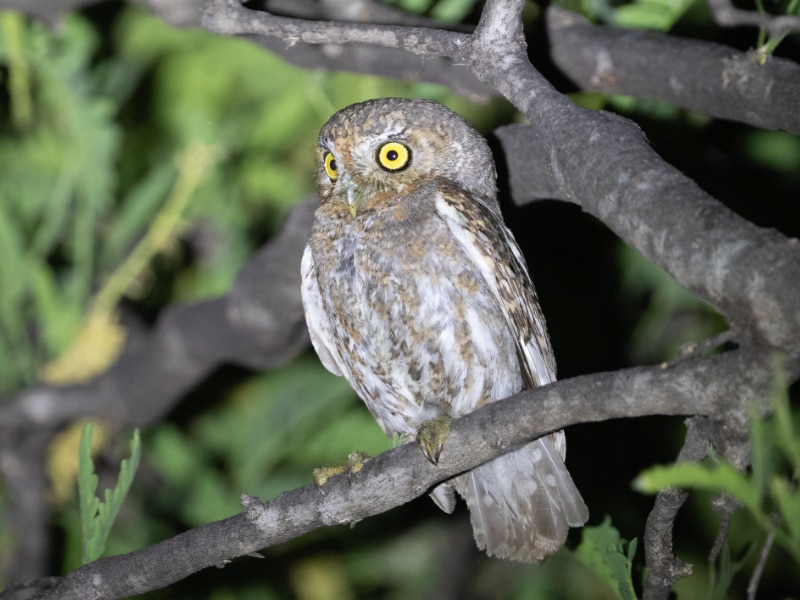 Elf owl (Micrathene whitneyi)