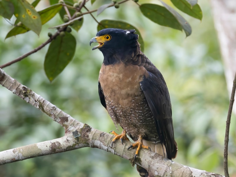 Mountain serpent eagle (Spilornis kinabaluensis)