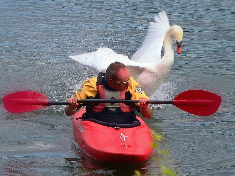 Mute swan attacking kayaker