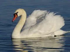 Mute swan (Cygnus olor)