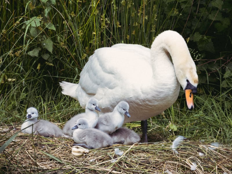 Adult mute swan with its cygnets