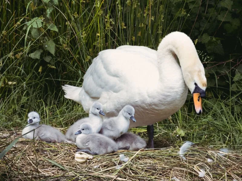 Adult mute swan with its cygnets