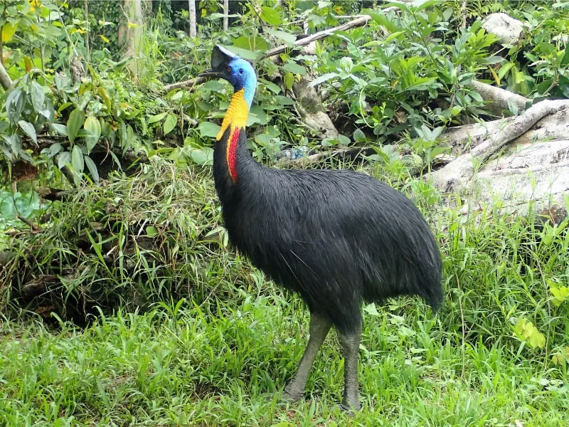 Northern cassowary (Casuarius unappendiculatus)