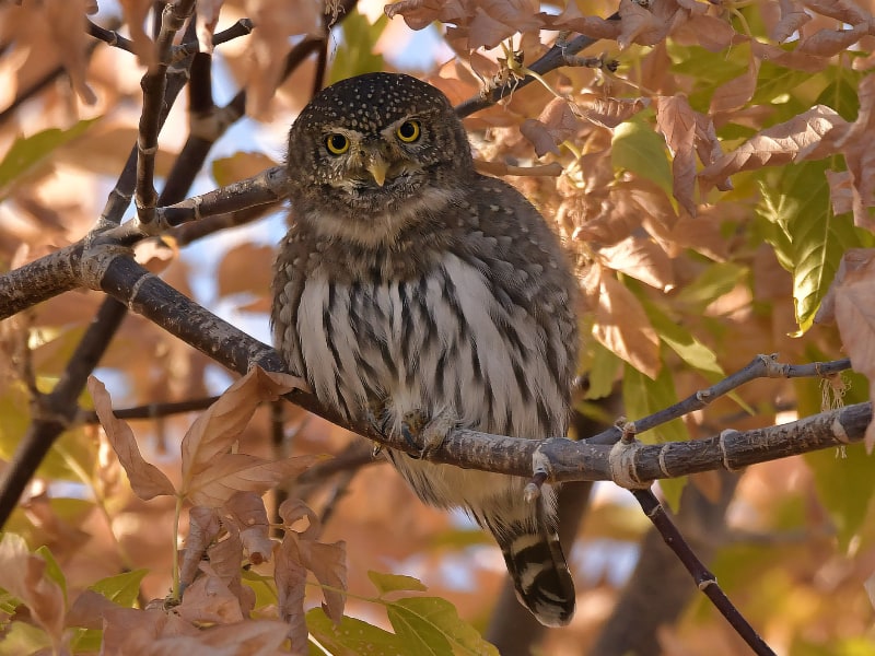 Northern pygmy owl (Glaucidium gnoma)