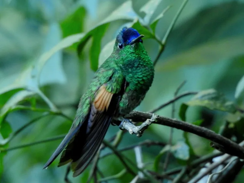 Oaxaca hummingbird (Eupherusa cyanophrys)