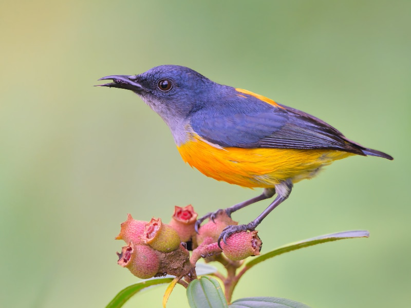 Orange-bellied flowerpecker (Dicaeum trigonostigma)