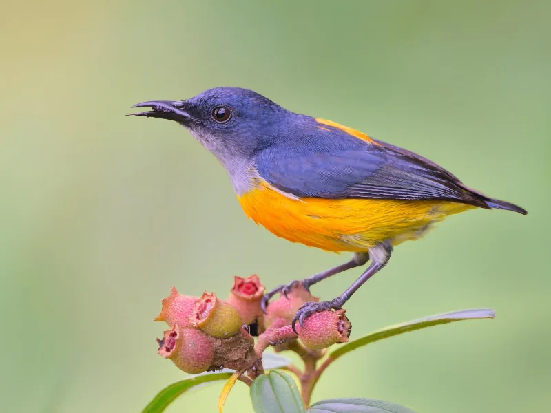 Orange-bellied flowerpecker (Dicaeum trigonostigma)