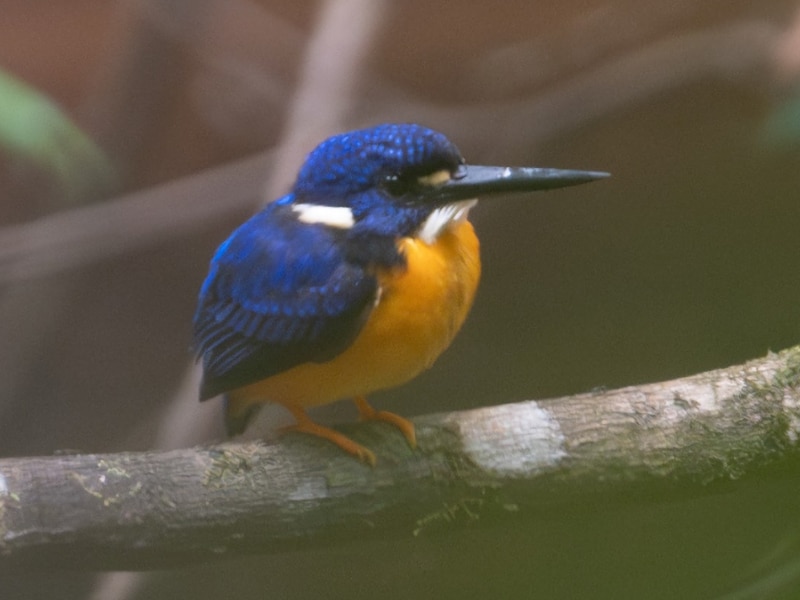 Papuan dwarf kingfisher (Ceyx solitarius)