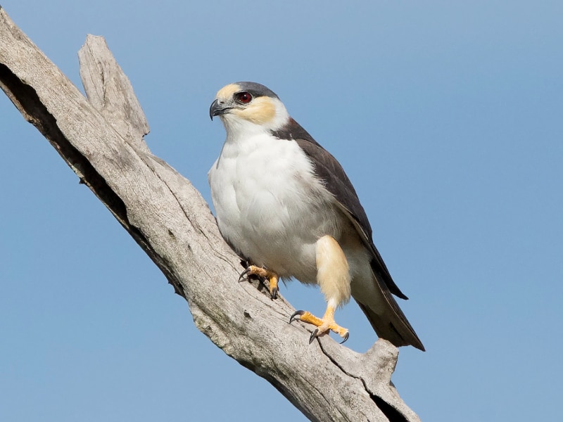Pearl kite (Gampsonyx swainsonii)