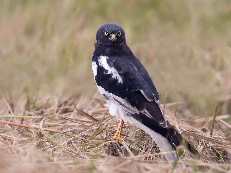 Pied harrier (Circus melanoleucos)