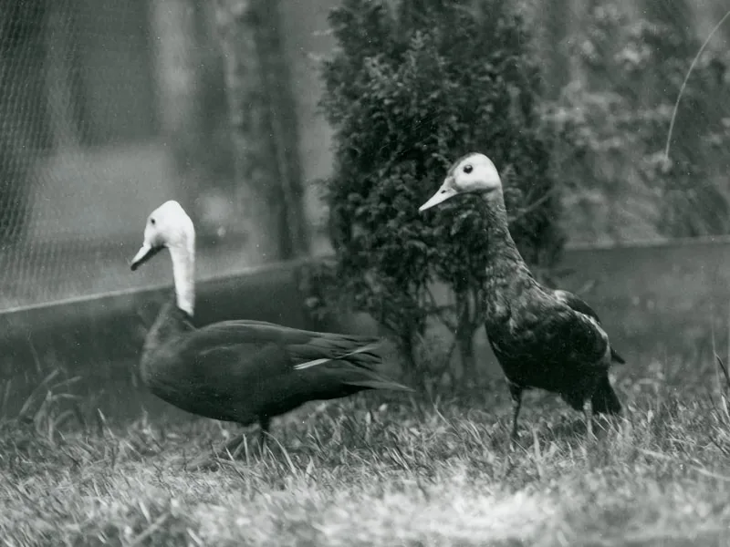 A pair of pink-headed ducks in captivity