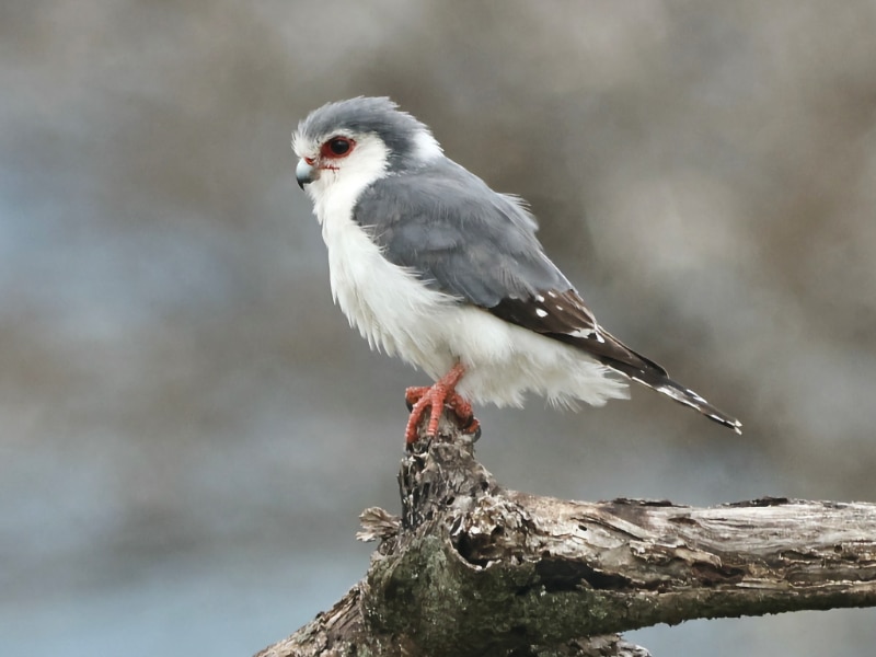 Pygmy falcon (Polihierax semitorquatus)