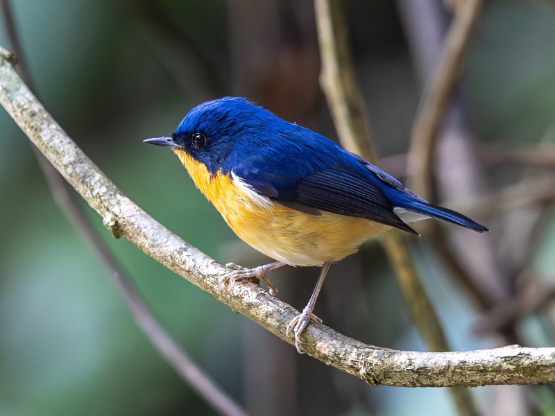 Pygmy flycatcher (Ficedula hodgsoni)