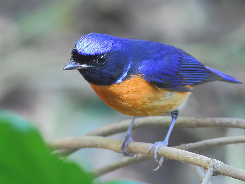 Rufous-bellied niltava (Niltava sundara)