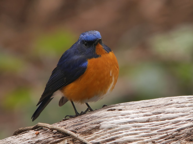 Rufous-breasted bush robin (Tarsiger hyperythrus)