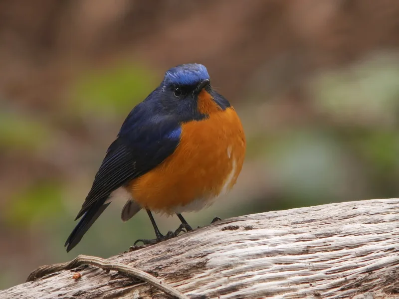 Rufous-breasted bush robin (Tarsiger hyperythrus)
