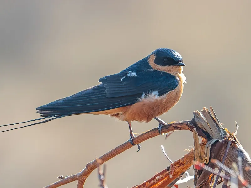 Rufous-chested swallow (Cecropis semirufa)