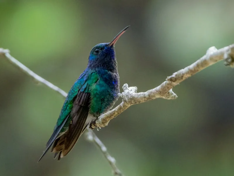Sapphire-bellied hummingbird (Chrysuronia lilliae)