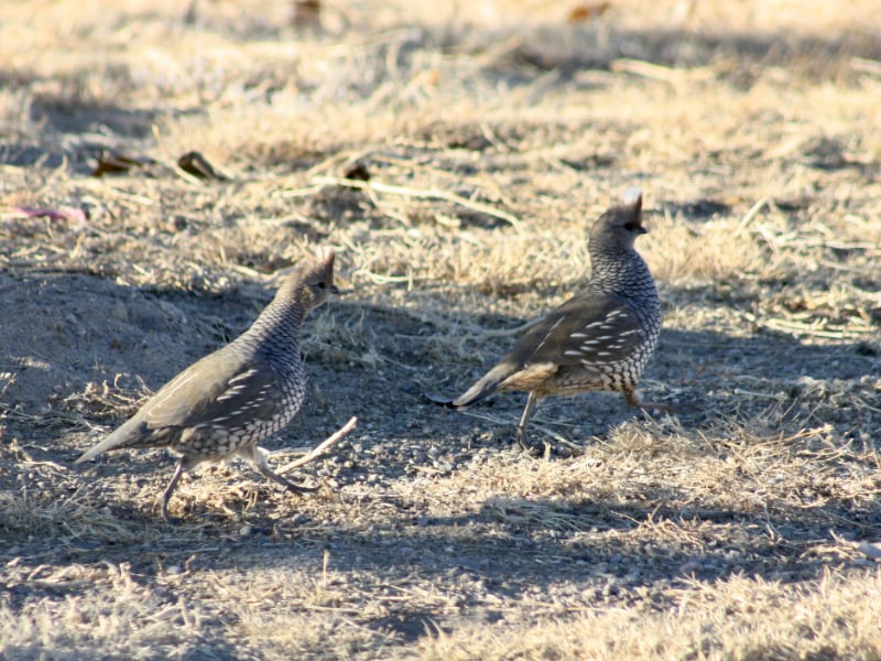 Scaled quails rushing across dry grassland
