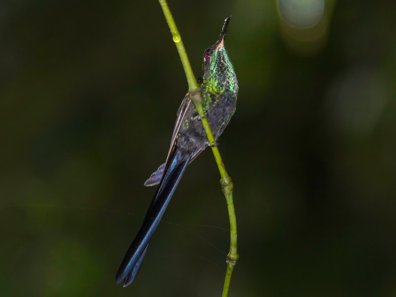 Scissor-tailed hummingbird (Hylonympha macrocerca)