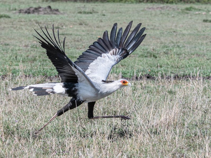 Secretarybird running with wings open