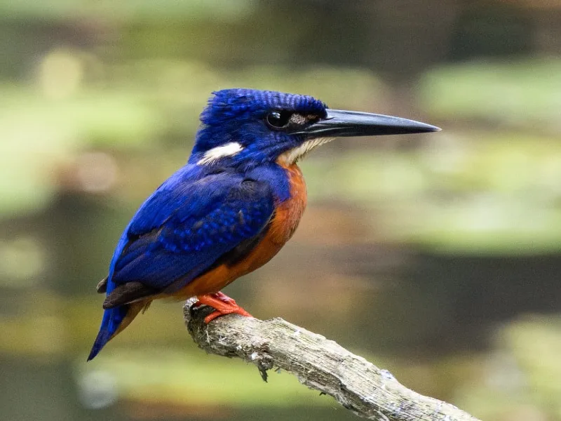 Shining-blue kingfisher (Alcedo quadribrachys)