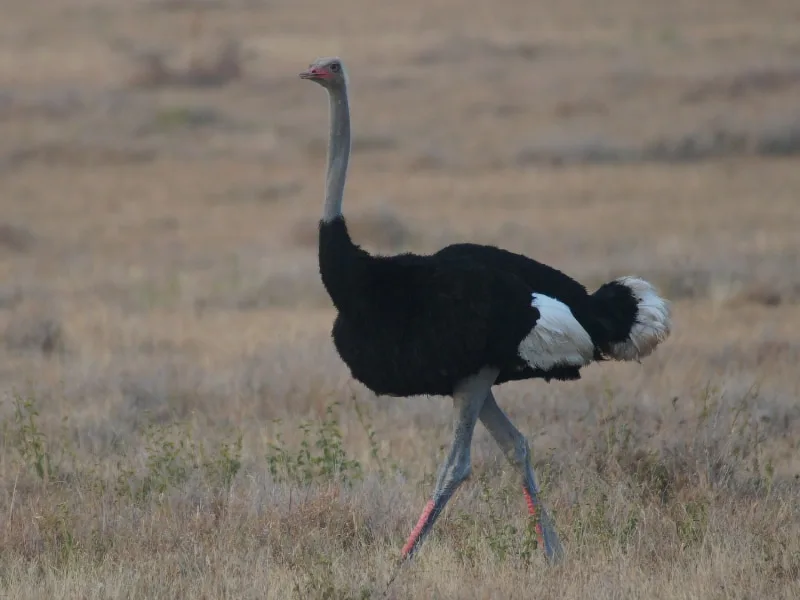 Somali ostrich (Struthio molybdophanes)