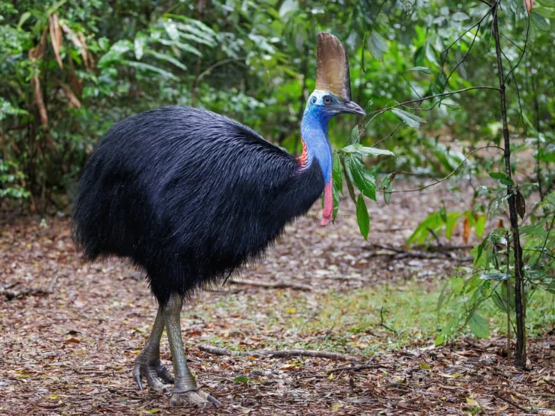 Southern cassowary (Casuarius casuarius)