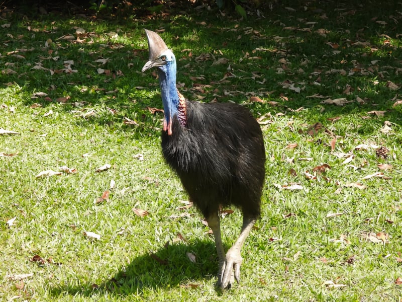 Southern cassowary ready for a sprint