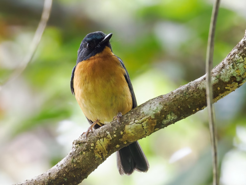 Sulawesi blue flycatcher (Cyornis omissus)