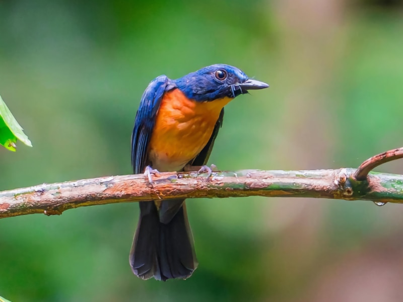 Sunda blue flycatcher (Cyornis caerulatus)