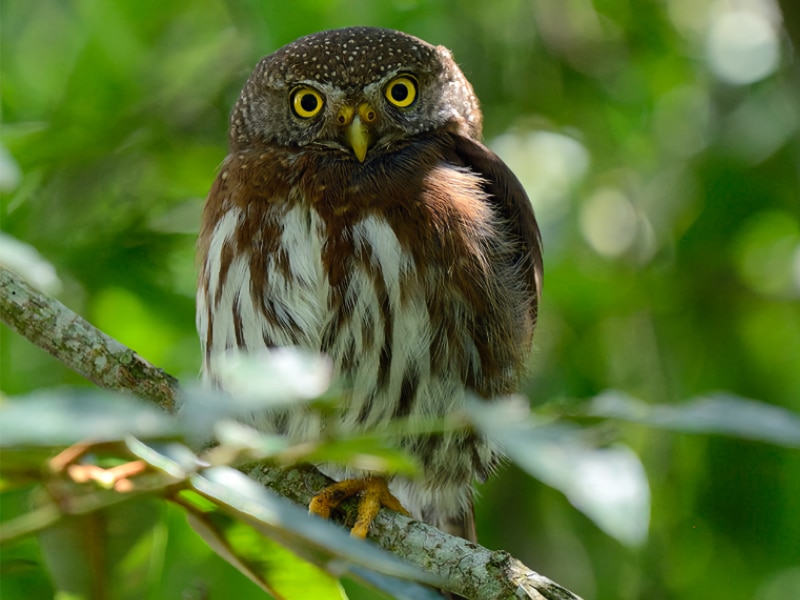 Tamaulipas pygmy owl (Glaucidium sanchezi)