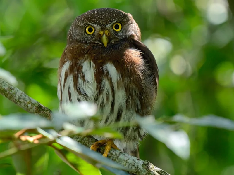 Tamaulipas pygmy owl (Glaucidium sanchezi)