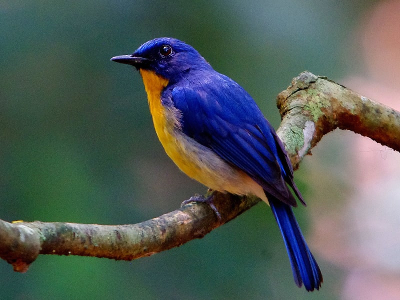 Tickell's blue flycatcher (Cyornis tickelliae)