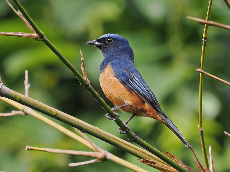 Timor blue flycatcher (Eumyias hyacinthinus)