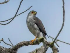 Tiny hawk (Microspizias superciliosus)