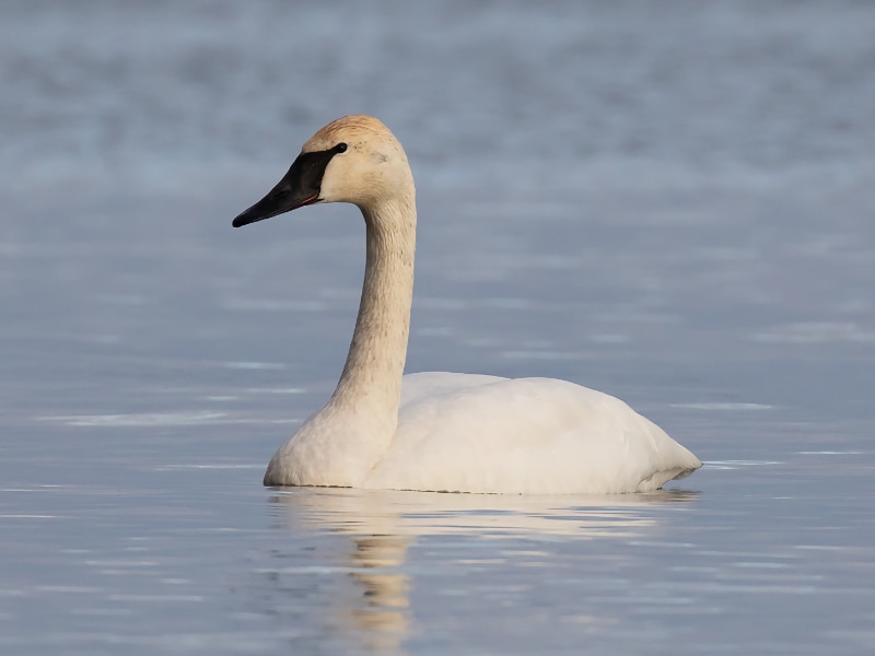 Trumpeter swan (Cygnus buccinator)