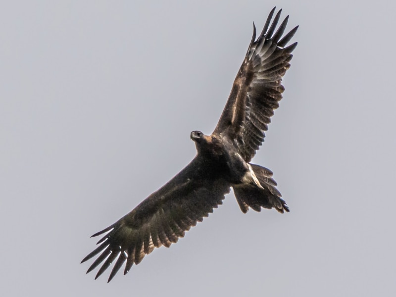 Wedge-tailed eagle in flight