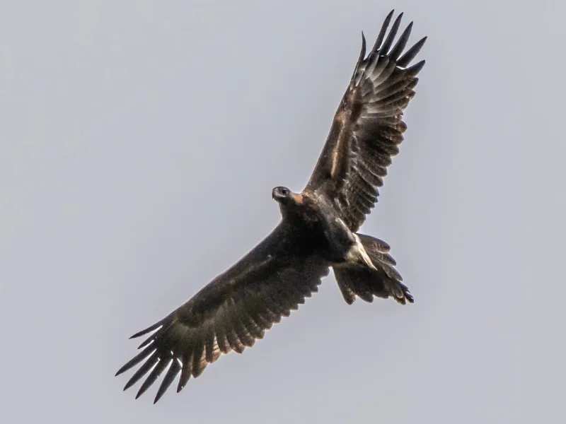 Wedge-tailed eagle in flight