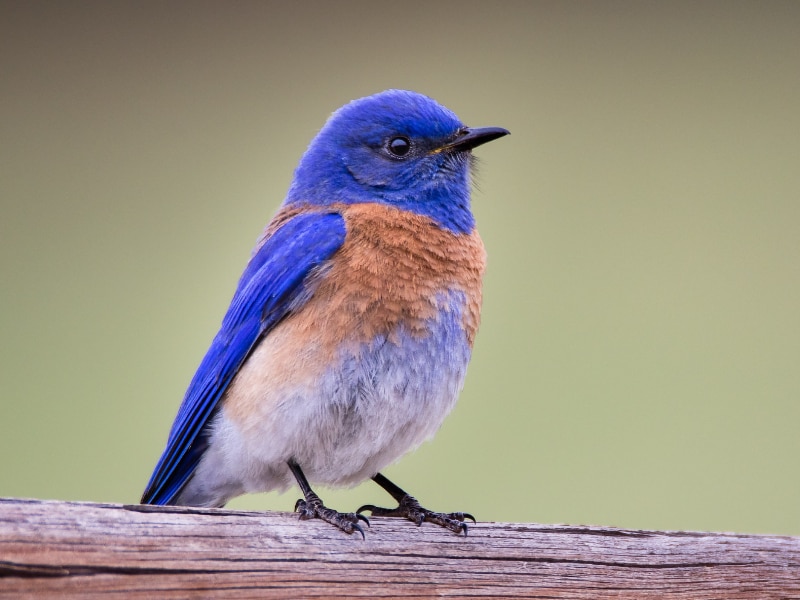Western bluebird (Sialia mexicana)