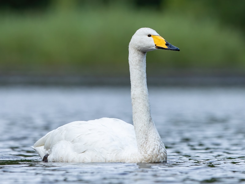 Whooper swan (Cygnus cygnus)